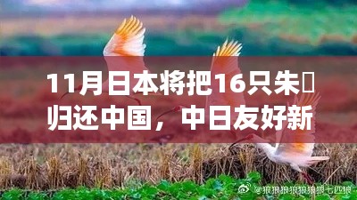 中日友好新篇章，日本歸還中國(guó)朱鹮盛事紀(jì)實(shí)，朱鹮傳遞友好訊息