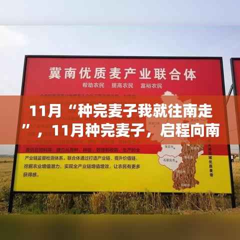 11月種麥啟程南行，與季節(jié)的溫暖約定