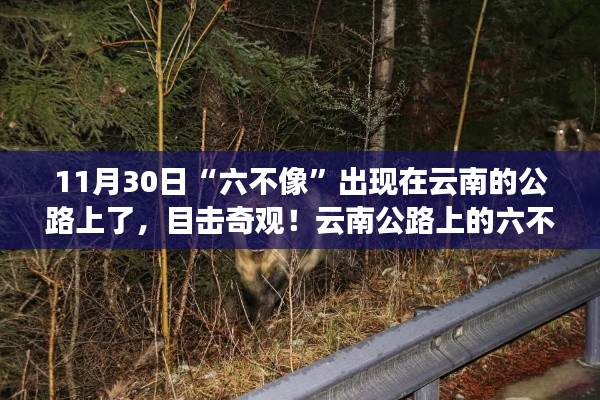 云南公路上奇遇，六不像動物現(xiàn)身，記錄這一神秘瞬間