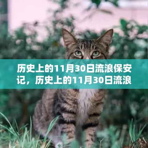 歷史上的11月30日流浪保安成長記，一步步學(xué)習(xí)如何成為一名專業(yè)保安人員