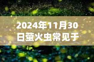 螢火蟲之夜，探尋溫暖奇遇與光的守護(hù)，螢火蟲常見地區(qū)指南