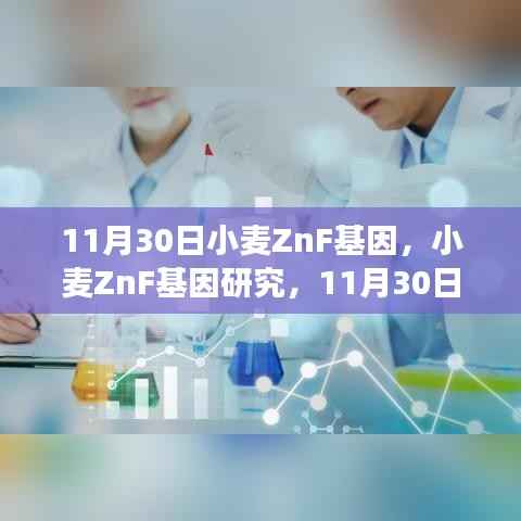 小麥ZnF基因研究最新進展與觀點探討，11月30日更新
