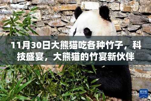 11月30日大熊貓吃各種竹子，科技盛宴，大熊貓的竹宴新伙伴——智能竹子投喂系統(tǒng)