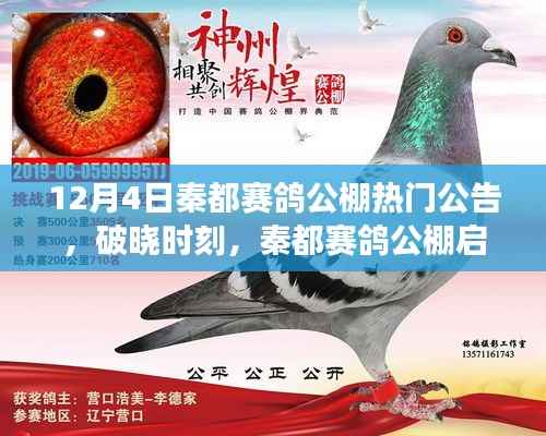 秦都賽鴿公棚啟示錄，破曉時刻，飛翔的力量源自變化、學(xué)習(xí)與自信