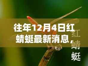 往年12月4日紅蜻蜓最新消息深度解析與評測報告