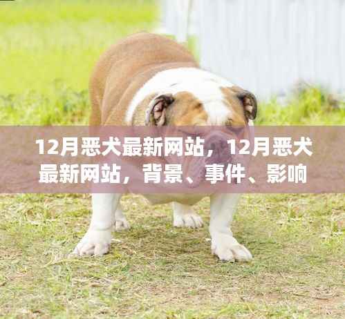 全面回顧，12月惡犬最新網(wǎng)站背景、事件、影響與時(shí)代地位