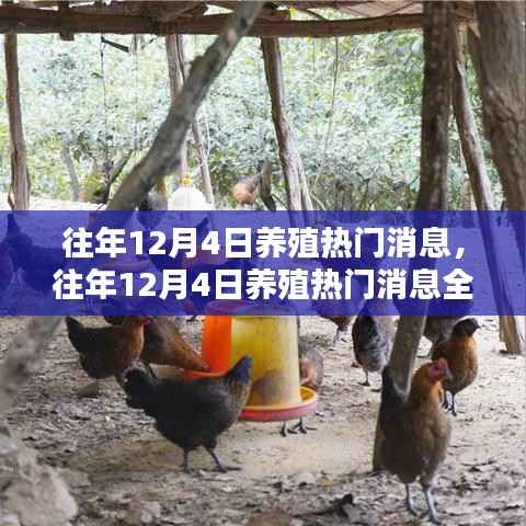 往年12月4日養(yǎng)殖熱點(diǎn)深度解析，成為養(yǎng)殖達(dá)人之路全揭秘