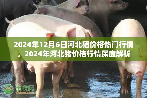 2024年河北豬價格行情解析與熱門趨勢