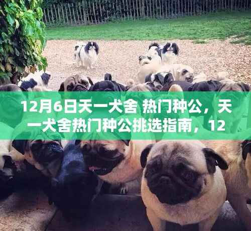 天一犬舍熱門種公挑選指南，專享版（12月6日）