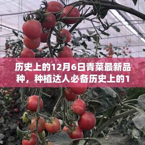 歷史上的12月6日青菜最新品種種植指南，種植達(dá)人必備知識