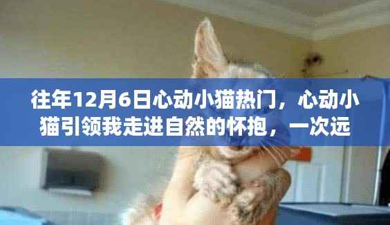 往年12月6日心動小貓熱門，心動小貓引領(lǐng)我走進(jìn)自然的懷抱，一次遠(yuǎn)離塵囂的心靈之旅