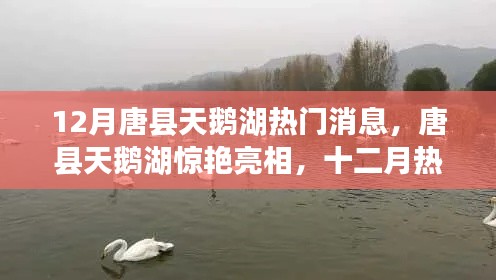 唐縣天鵝湖十二月驚艷亮相，熱門資訊搶先看！