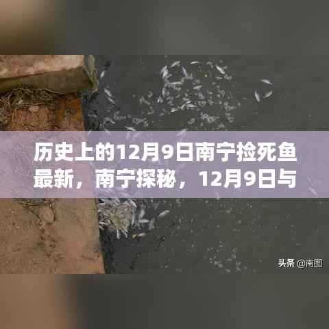 南寧探秘，尋找內(nèi)心寧靜與美景之旅——與死魚共舞的歷史12月9日紀(jì)實(shí)