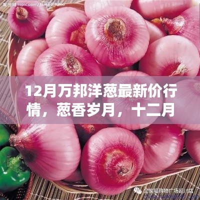 12月萬(wàn)邦洋蔥最新價(jià)行情，蔥香歲月，十二月的洋蔥情緣與溫情價(jià)行情