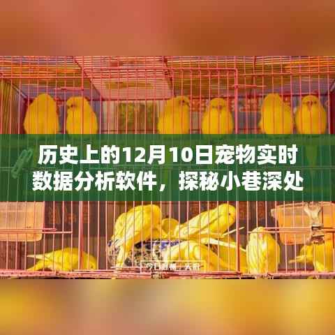 探秘寵物數(shù)據(jù)寶藏，揭秘12月10日寵物實(shí)時(shí)數(shù)據(jù)分析軟件的傳奇故事