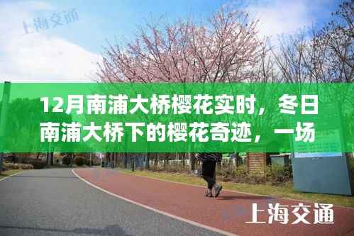 南浦大橋櫻花奇跡，冬日下的溫馨之旅