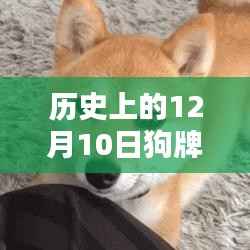 歷史上的12月10日狗牌實(shí)時(shí)定位，深度測(cè)評(píng)與介紹
