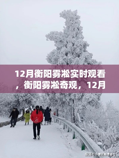 12月衡陽霧凇奇觀實時觀賞指南，探索霧凇之美