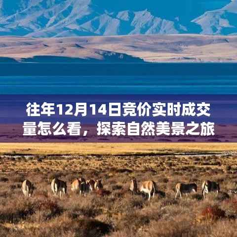 往年12月14日競價實時成交量解析與探索自然美景的心靈之旅，尋找寧靜與樂趣的完美結合