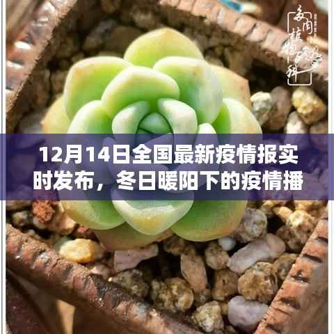 冬日暖陽下的疫情播報，全國最新疫情實時發(fā)布與家的日常溫馨