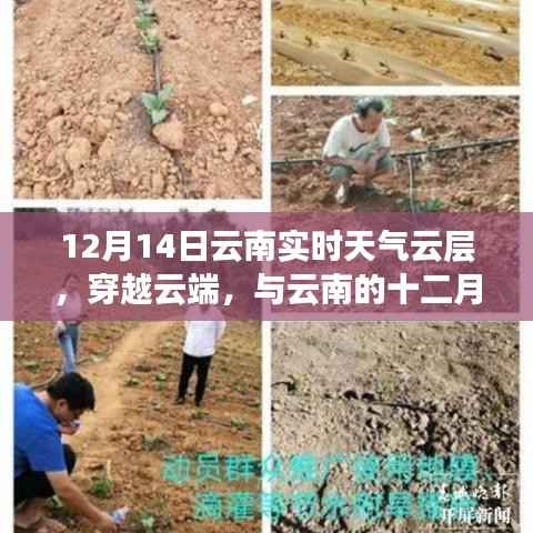 云南十二月浪漫邂逅，實(shí)時(shí)天氣下的云端之旅