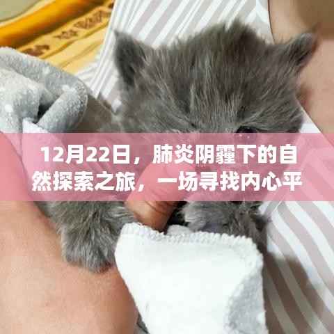 肺炎陰霾下的心靈之旅，尋找內(nèi)心平靜的奇妙冒險之旅