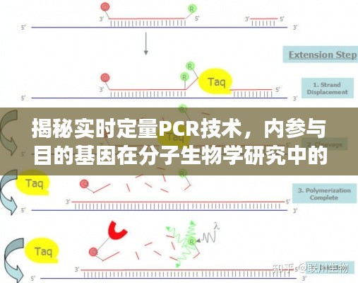 實時定量PCR技術(shù)揭秘，內(nèi)參與目的基因在分子生物學(xué)中的核心地位