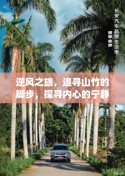 逆風(fēng)之旅，追尋山竹的腳步，尋覓內(nèi)心寧靜港灣的旅程