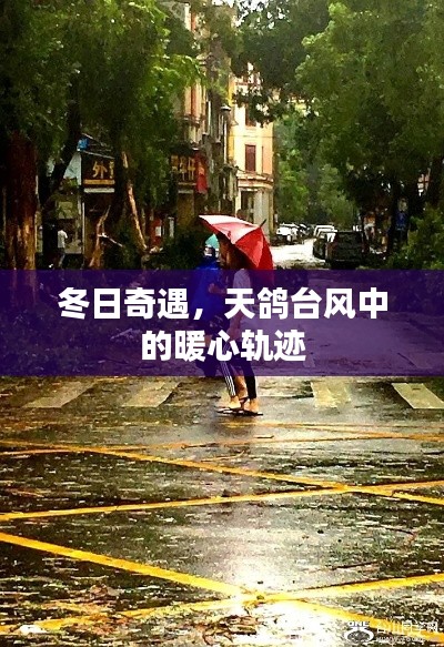 冬日奇遇，天鴿臺(tái)風(fēng)下的暖心軌跡