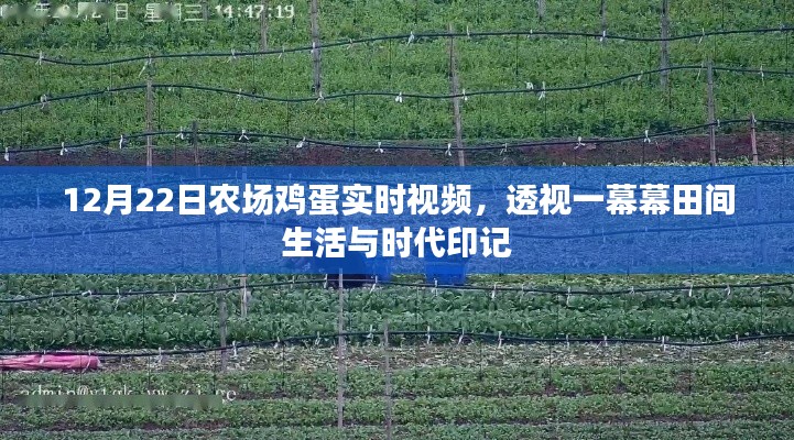 12月22日農(nóng)場雞蛋生產(chǎn)實時視頻，田間生活的時代印記