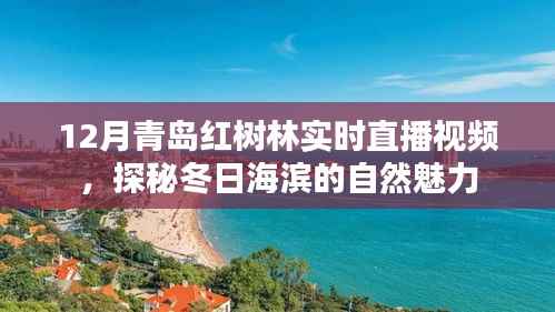 青島紅樹林冬季直播，探秘海濱冬日的自然之美