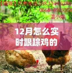 實時跟蹤雞品質(zhì)的方法與技巧，12月養(yǎng)殖指南