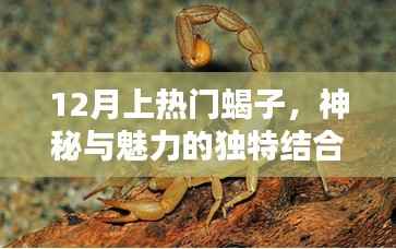 揭秘十二月熱門蝎子，神秘魅力獨(dú)特結(jié)合
