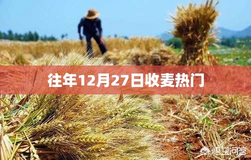 往年12月收麥忙，熱門活動(dòng)一覽