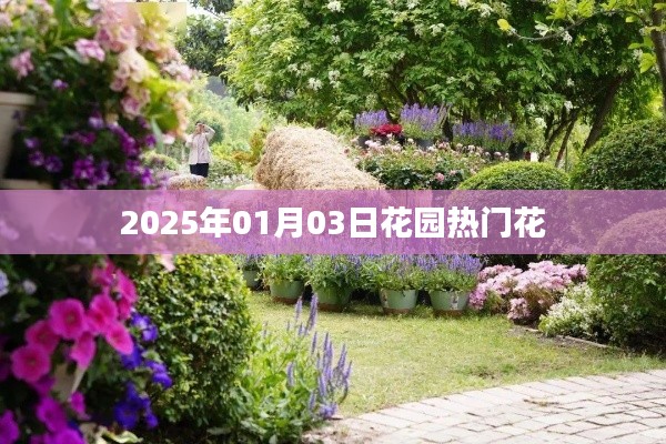 花園熱門花卉盤點(diǎn)，展望2025年一月花開