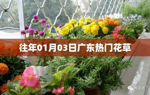 廣東熱門花草，歷年元旦后的綻放盛景
