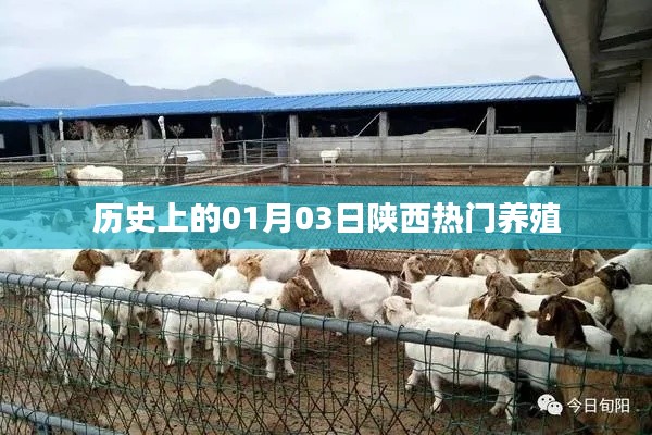 陜西熱門養(yǎng)殖史話，一月三日回顧與展望