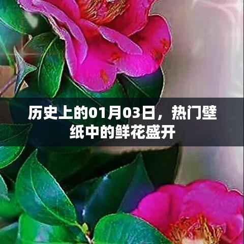 1月3日歷史上的鮮花盛開壁紙熱門盤點