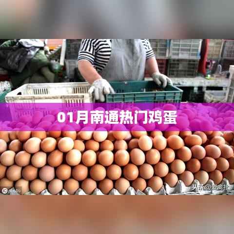 南通熱門(mén)雞蛋行情解析