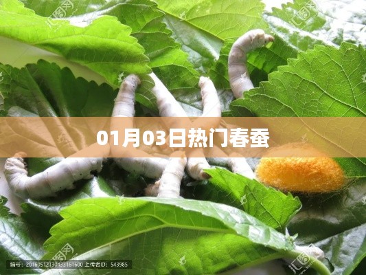 春蠶熱門資訊，01月03日一網(wǎng)打盡