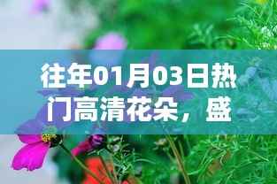 新年盛開花朵高清圖集，寓意美好時光開啟