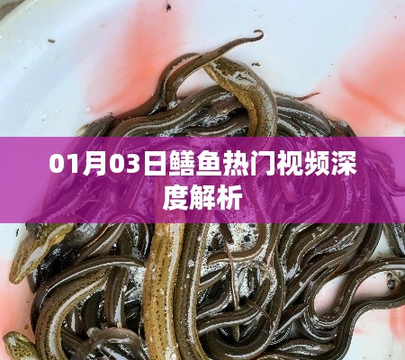鱔魚熱門視頻解析，深度解讀，洞悉熱點(diǎn)
