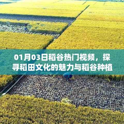 探尋稻田文化魅力與種植技術(shù)創(chuàng)新，熱門稻谷視頻解析