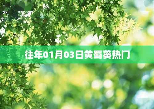 黃蜀葵，歷年一月初的熱門焦點(diǎn)